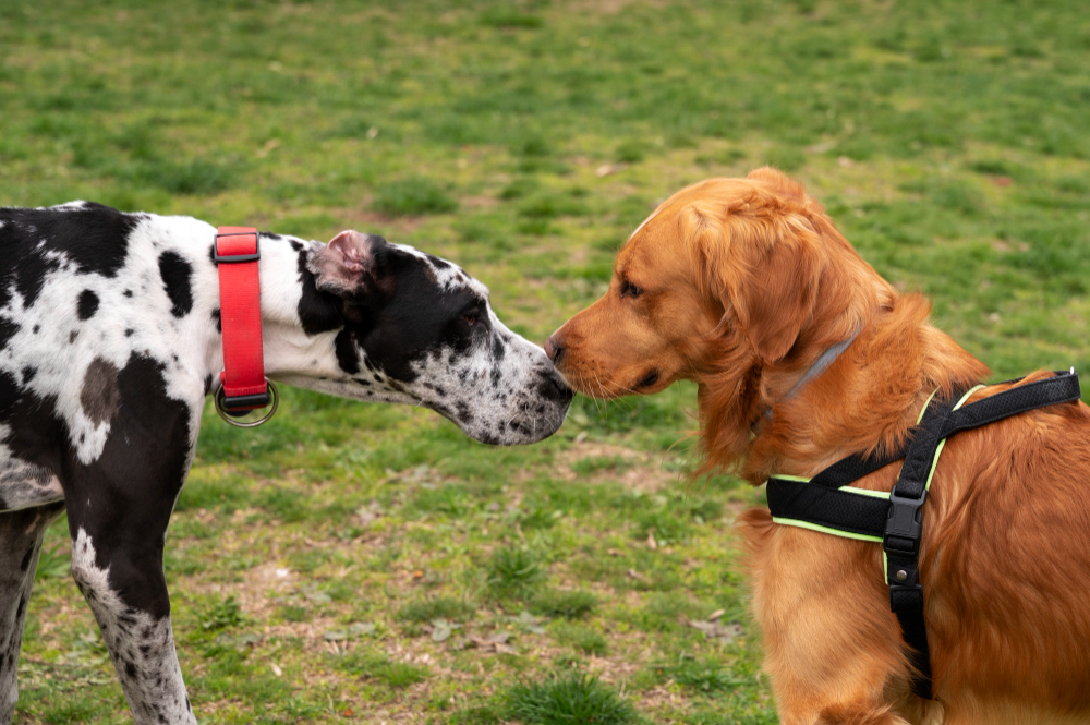 🧠 Compreensão do comportamento canino