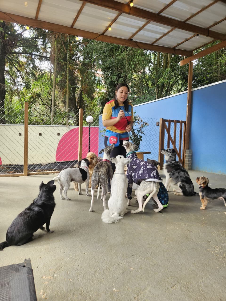 Cão durante treino na DH Creche Escola