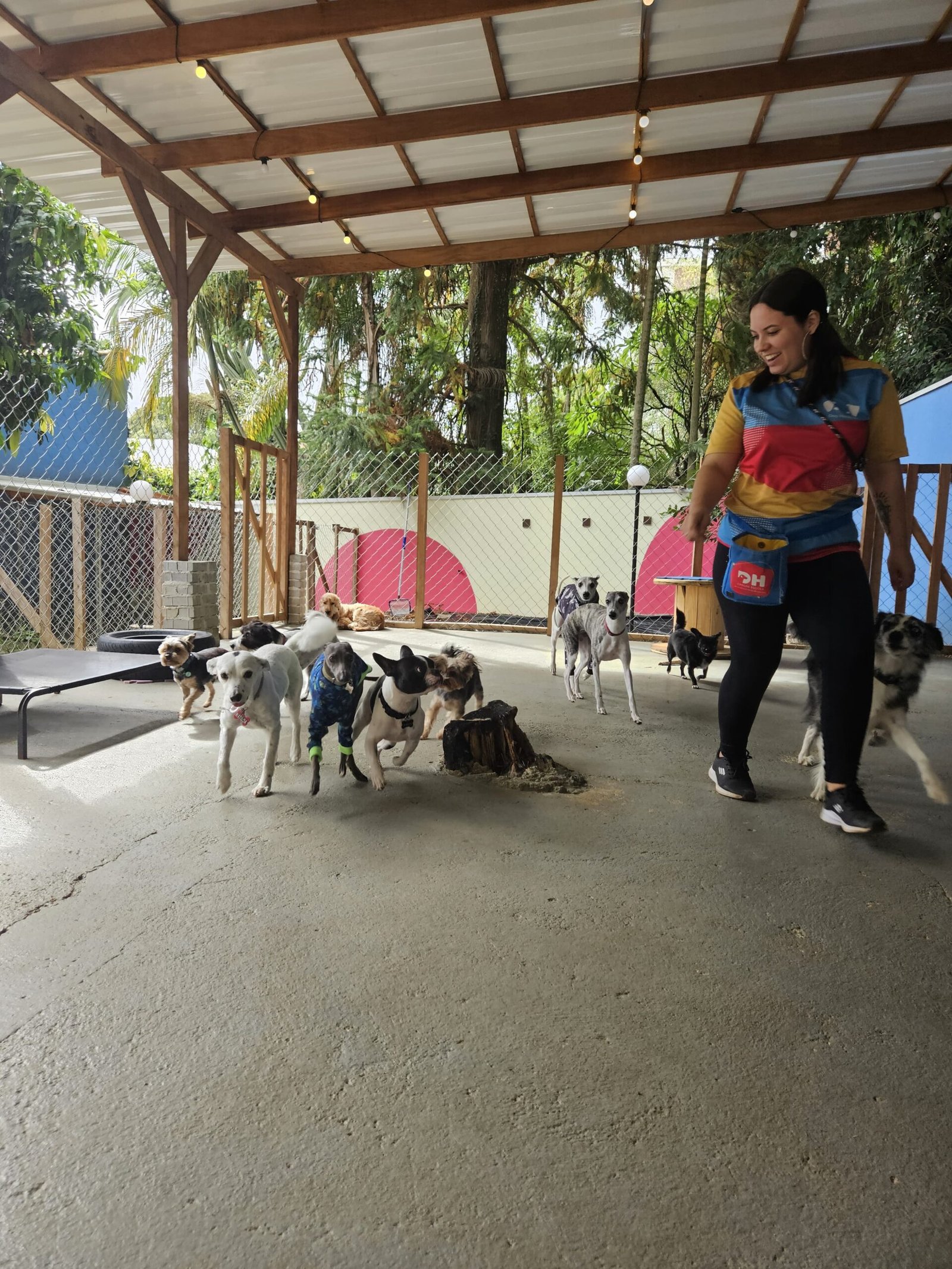 Cão durante treino na DH Creche Escola