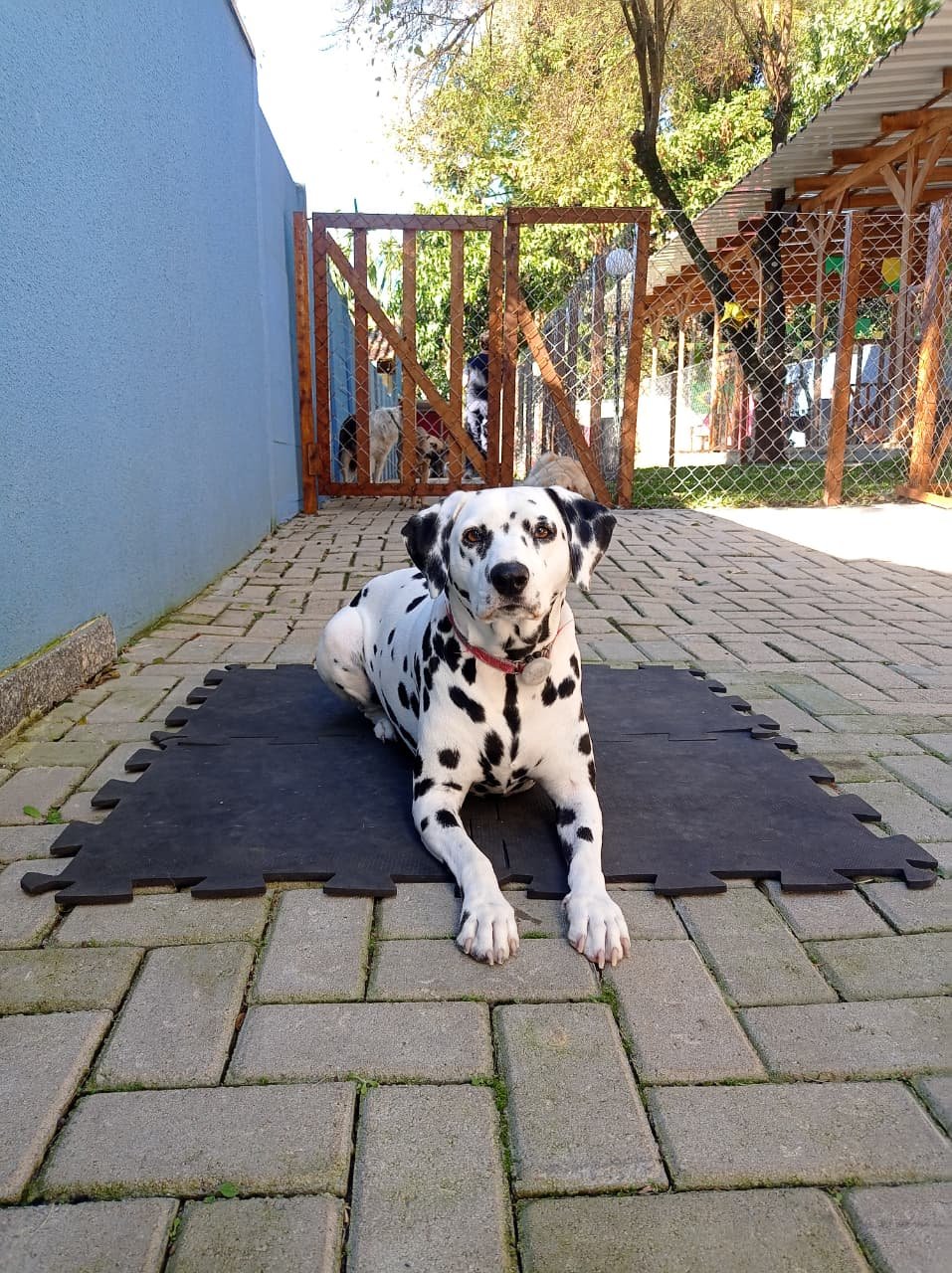 Cão durante treino na DH Creche Escola