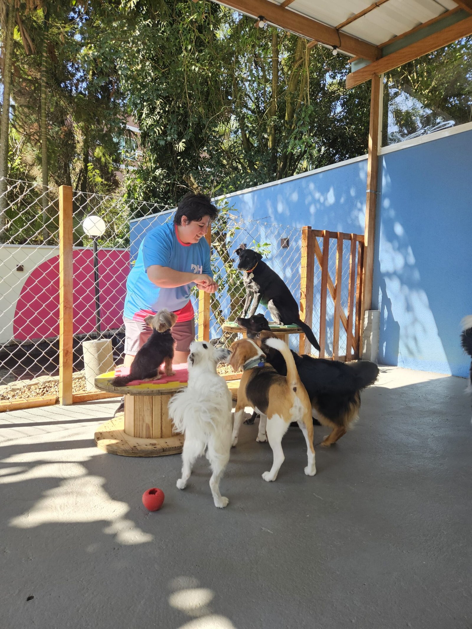 Cão socializando no pátio da DH Creche Escola
