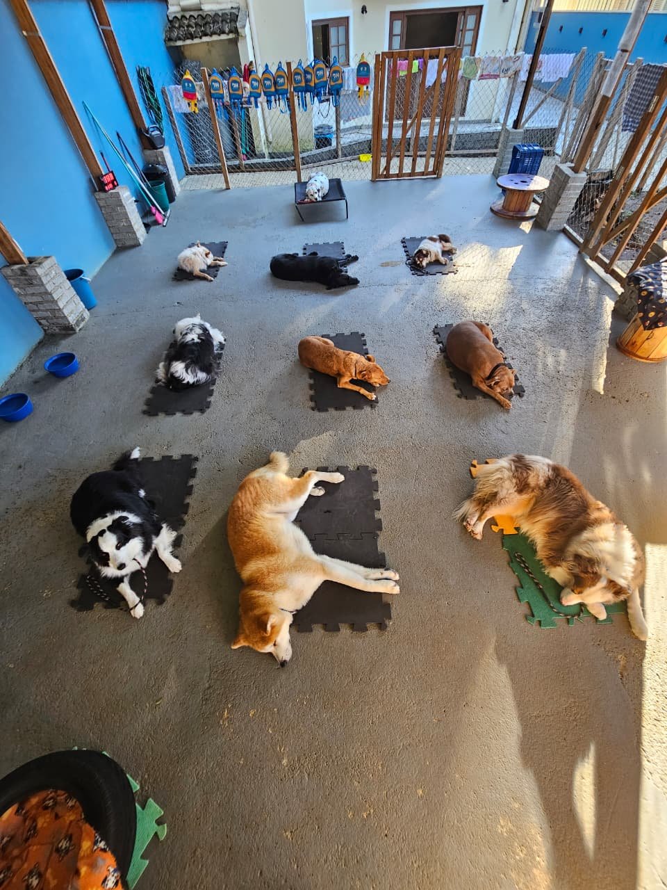 Cão durante treino na DH Creche Escola