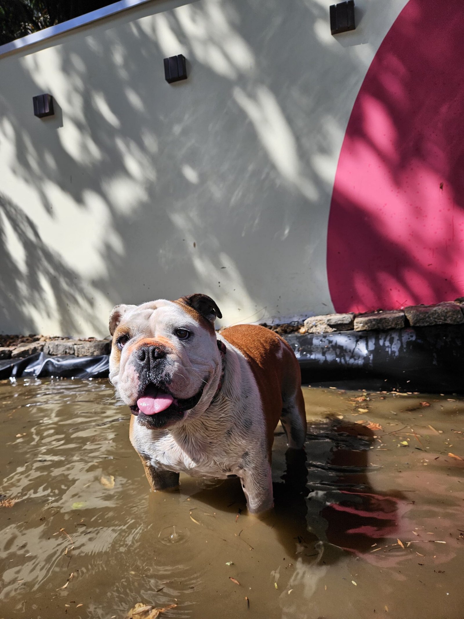 Cão durante treino na DH Creche Escola